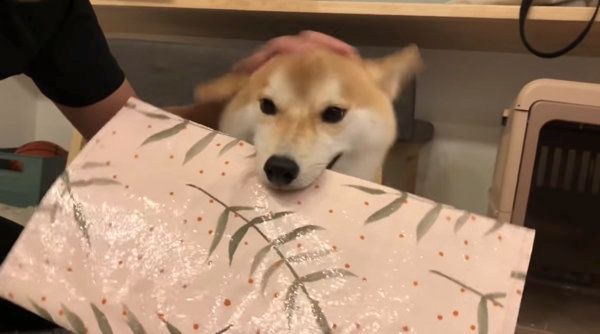 飼い主さんの帰宅を歓迎する柴犬