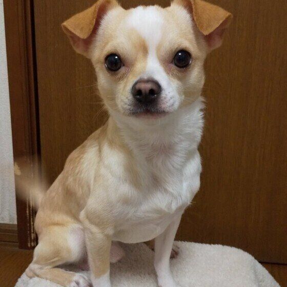 見つめるチワワ