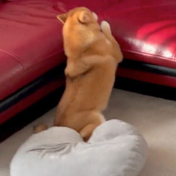 ずるり…とすべってしまうあずきちゃん