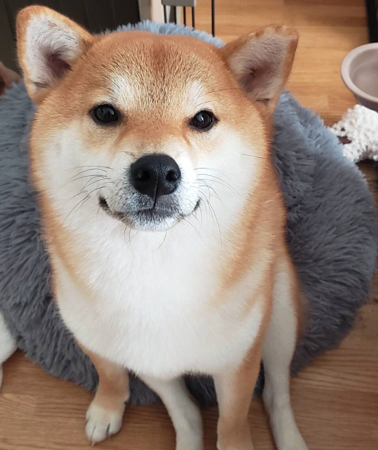 見つめるデクくん