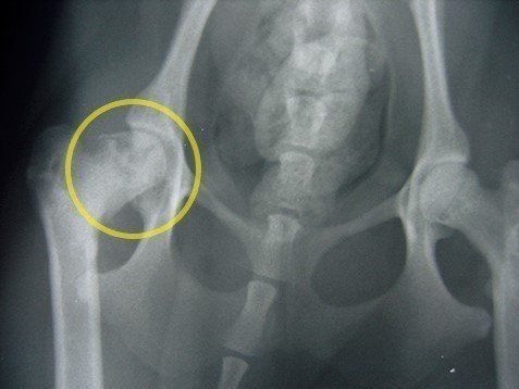 症状があらわれている大腿骨のエックス線写真。