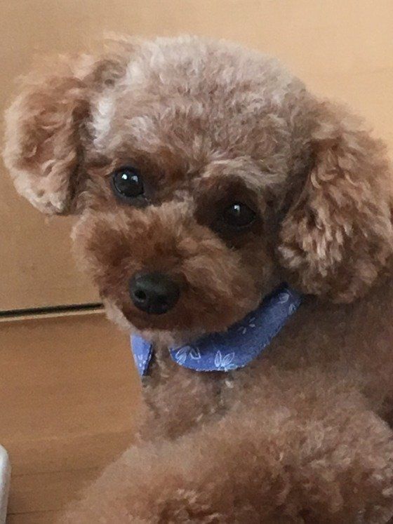 青いつけ襟をしたトイ・プードル