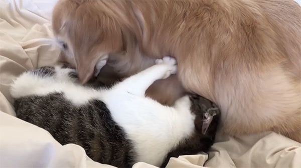 ゴールデン・レトリーバーと猫