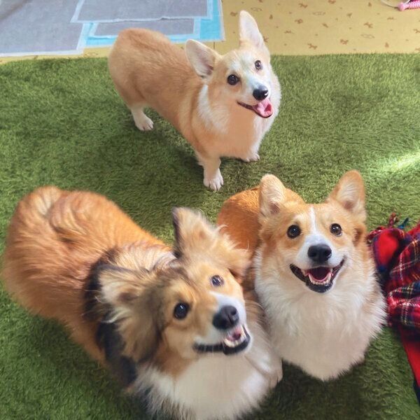 目をキラキラさせる3頭