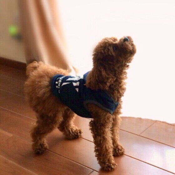 遠吠えはお仕事。トイプーのルーキー君