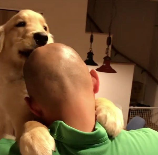 舐めるゴールデン・レトリーバー