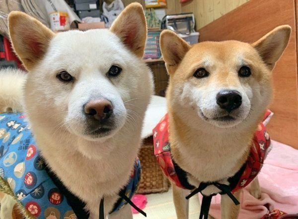 ちゃんちゃんこを着るQ太郎くんとみかんちゃん