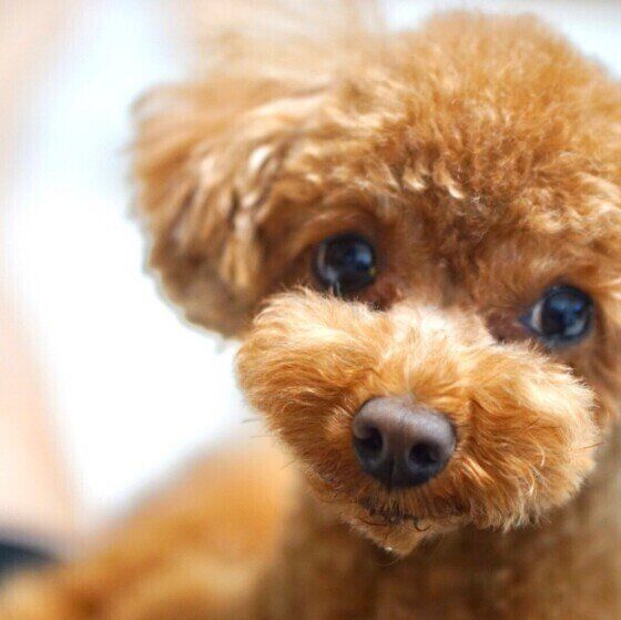 犬の足拭きはなぜ大切なのか？ 帰宅時に足裏を清潔にする目的とは いぬのきもち