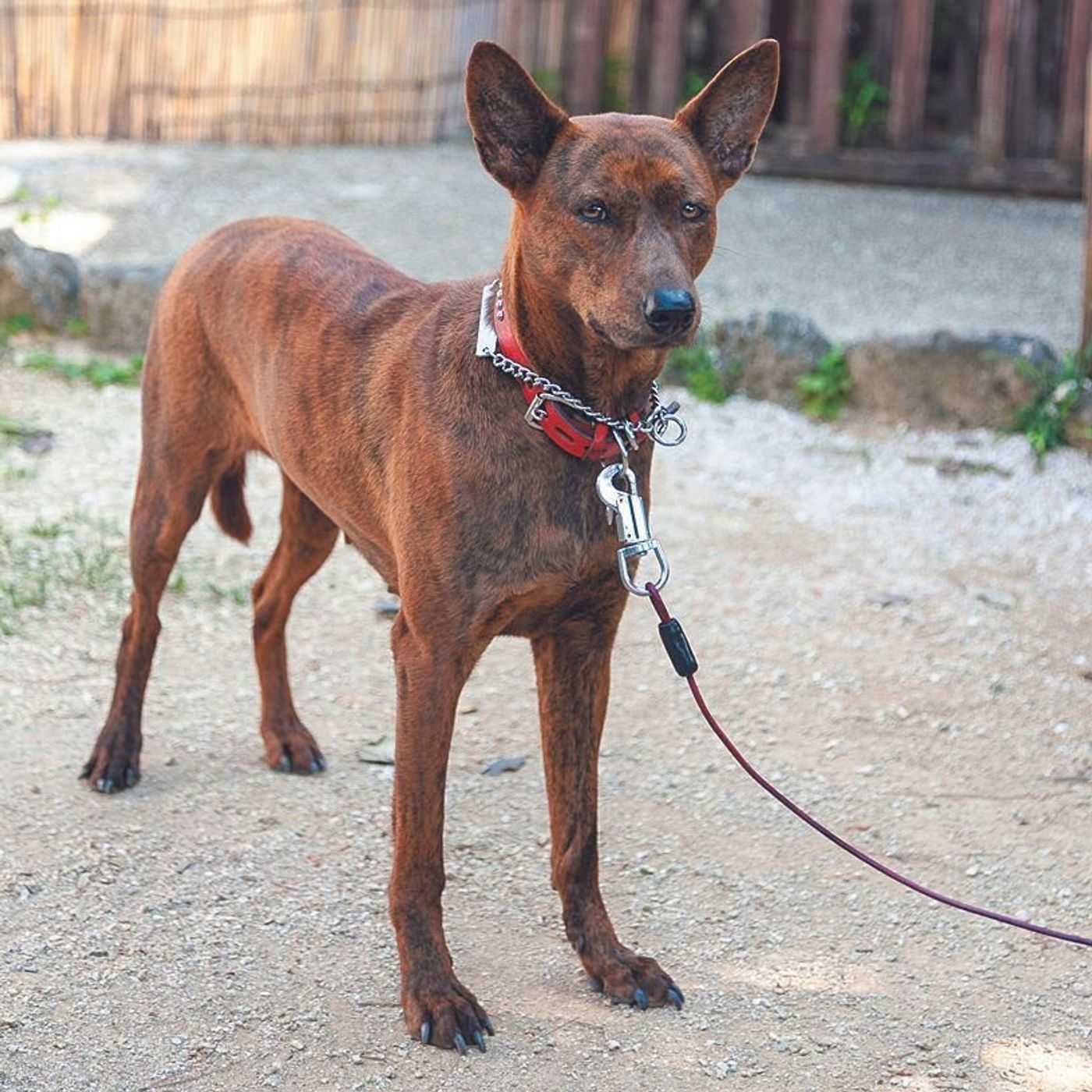 北海道犬 甲斐犬 四国犬 琉球犬 日本犬の魅力に触れよう いぬのきもちweb Magazine 北海道犬 甲斐犬 四国犬 琉球犬 日本犬の魅力に触れよう いぬのきもちweb Magazine