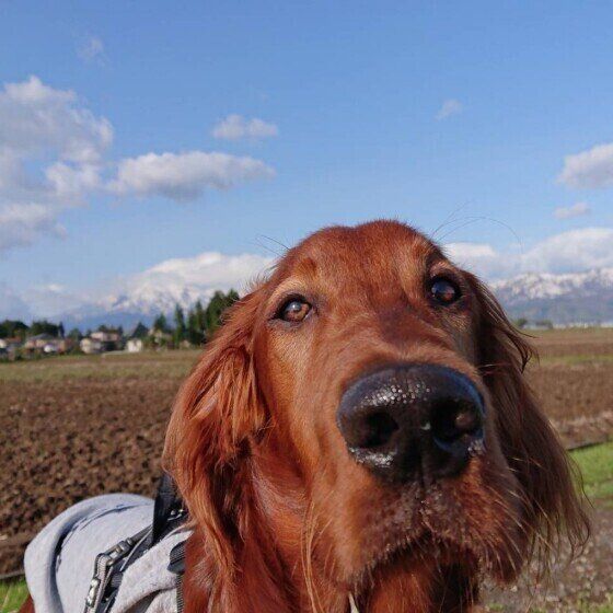 アイリッシュ・セッター