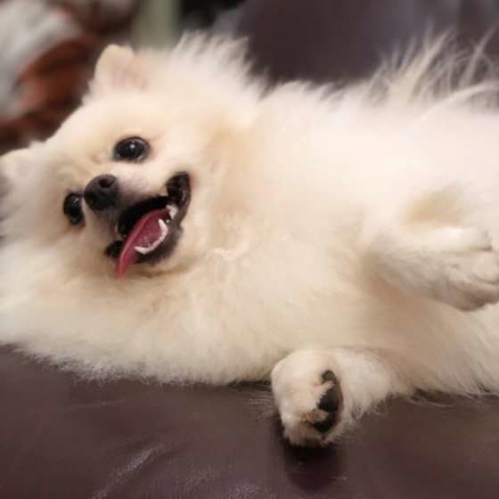 微笑むポメラニアン