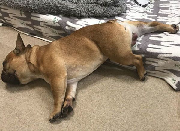 寝落ちするフレンチ・ブルドッグ