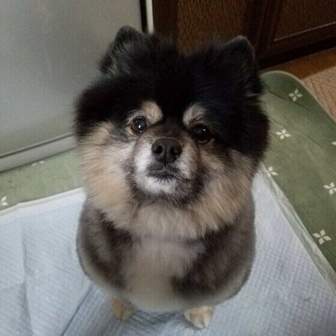 犬の 膵炎 が増えている 人の食べ物のおすそわけが要因 獣医師解説 いぬのきもちweb Magazine 犬の 膵炎 が増えている 人の食べ物のおすそわけが要因 獣医師解説 いぬのきもちweb Magazine