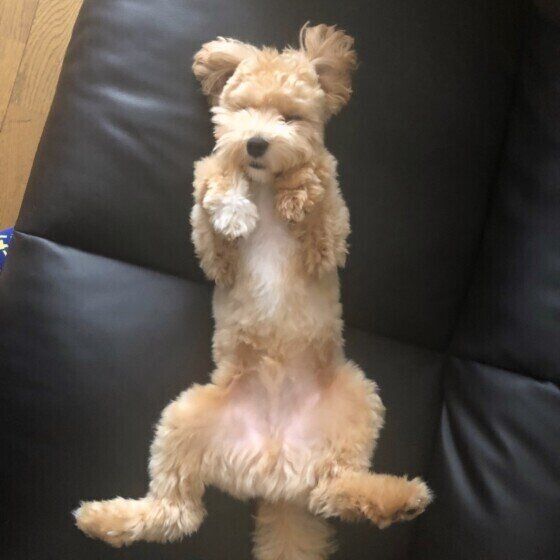 気持ちよさそうに眠るMix犬