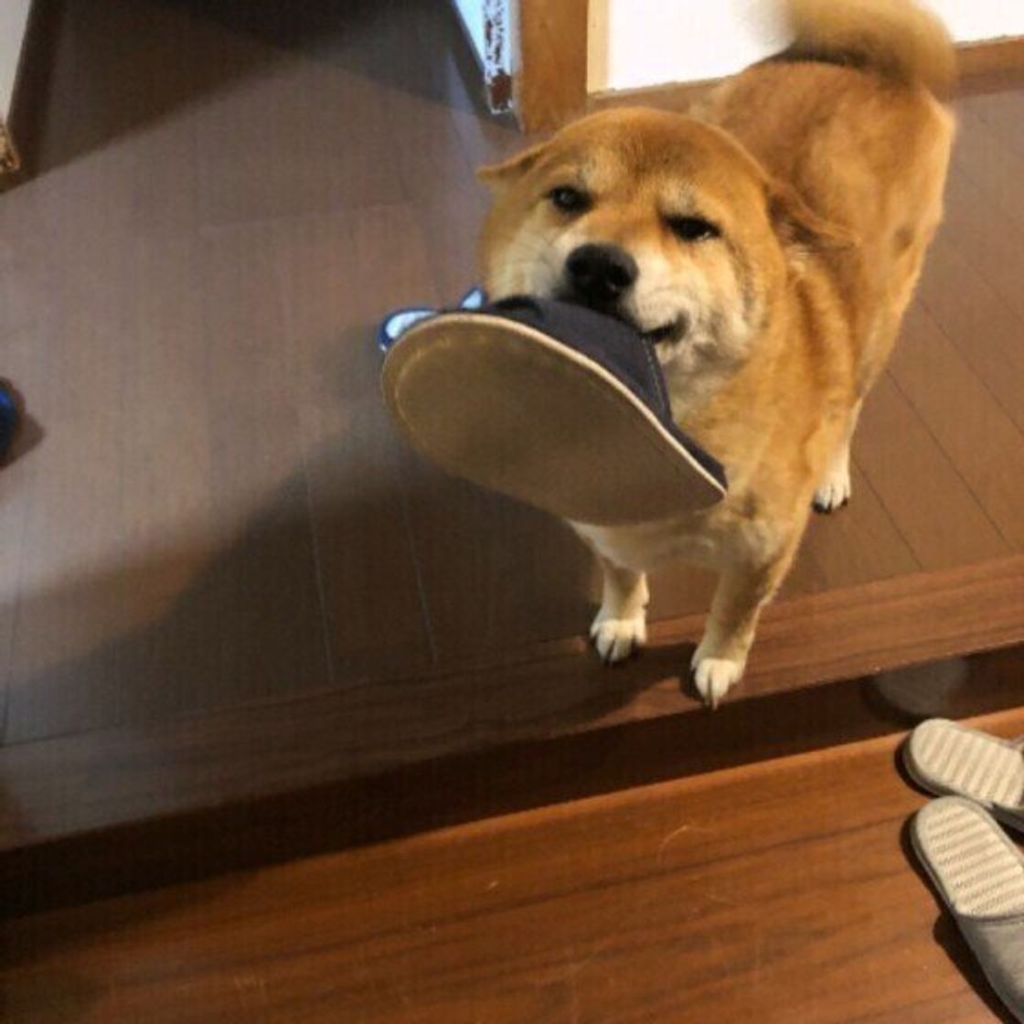 あるもの を口にくわえながら飼い主をお出迎え 犬が見せるフシギな行動の心理が可愛い いぬのきもちweb Magazine あるもの を口にくわえながら飼い主をお出迎え 犬が見せるフシギな行動の心理が可愛い いぬのきもちweb Magazine