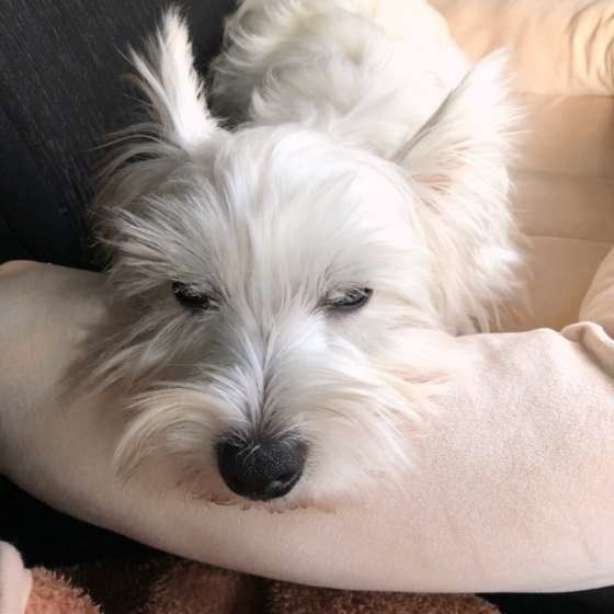 ウエストハイランド・ホワイトテリア