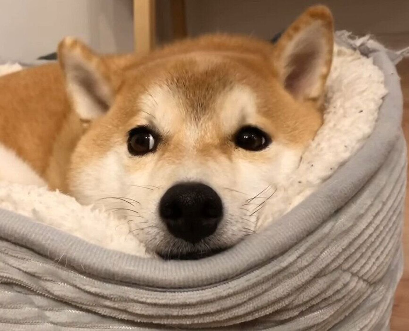 まったりする柴犬を ただ見つめる とんでもない癒し効果だ いぬのきもちweb Magazine まったりする柴犬を ただ見つめる とんでもない癒し効果だ いぬのきもちweb Magazine