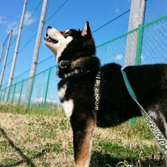 空を見上げる佐助くん