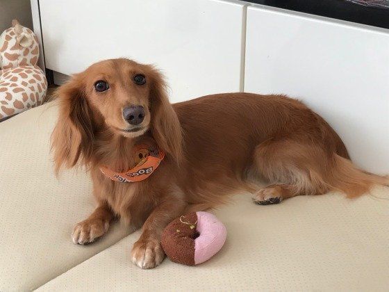 見つめるメルカニーンヘン・ダックスフンド