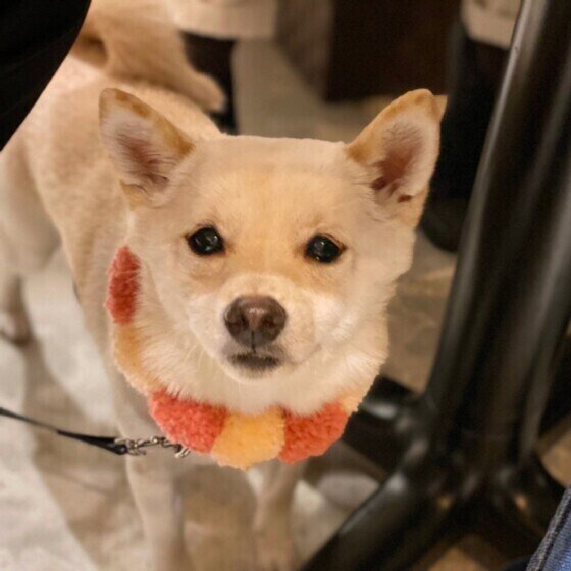 獣医師が教える 犬の避妊手術を徹底解説 時期 方法 費用まで いぬのきもちweb Magazine 獣医師が教える 犬の避妊手術を徹底解説 時期 方法 費用まで いぬのきもちweb Magazine