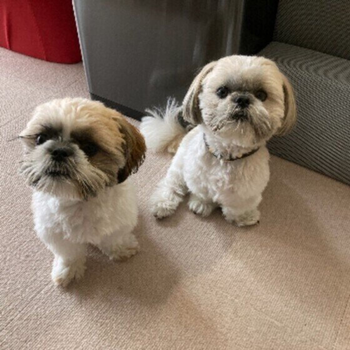 鼻が効く犬が 好きな香り と 苦手な香り は 注意点も いぬのきもちweb Magazine 鼻が効く犬が 好きな香り と 苦手な香り は 注意点も いぬのきもちweb Magazine