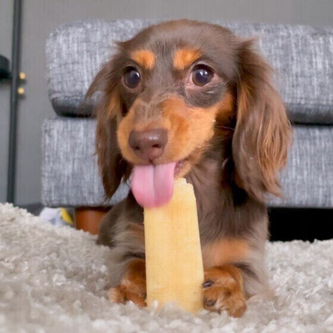 犬が人をペロペロなめる理由 愛情表現 抵抗 注意点も いぬのきもちweb Magazine 犬が人をペロペロなめる理由 愛情表現 抵抗 注意点も いぬのきもちweb Magazine