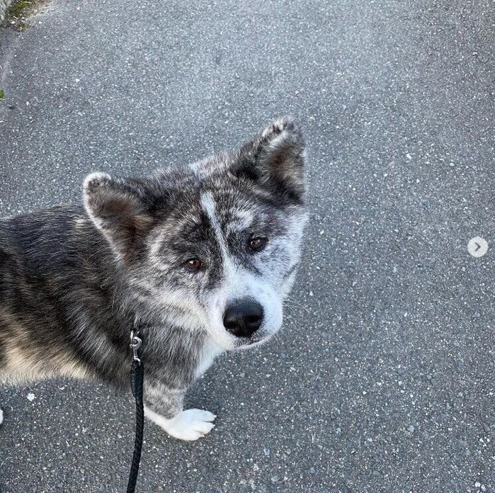 散歩中に飼い主さんを見上げるとらくん