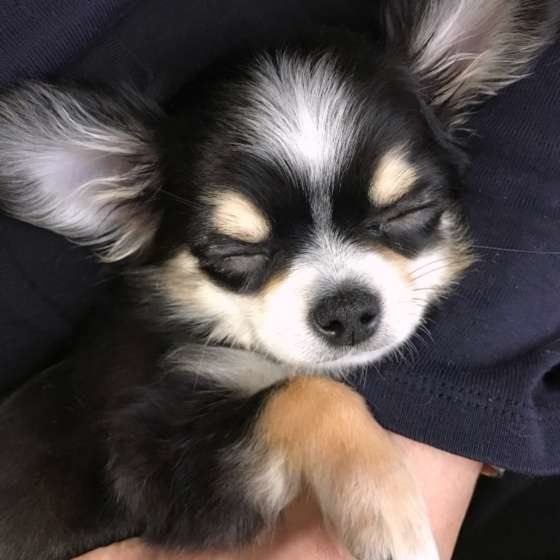 獣医師監修 小型犬人気ランキング 飼いやすさ 飼い方のポイントも解説 いぬのきもちweb Magazine