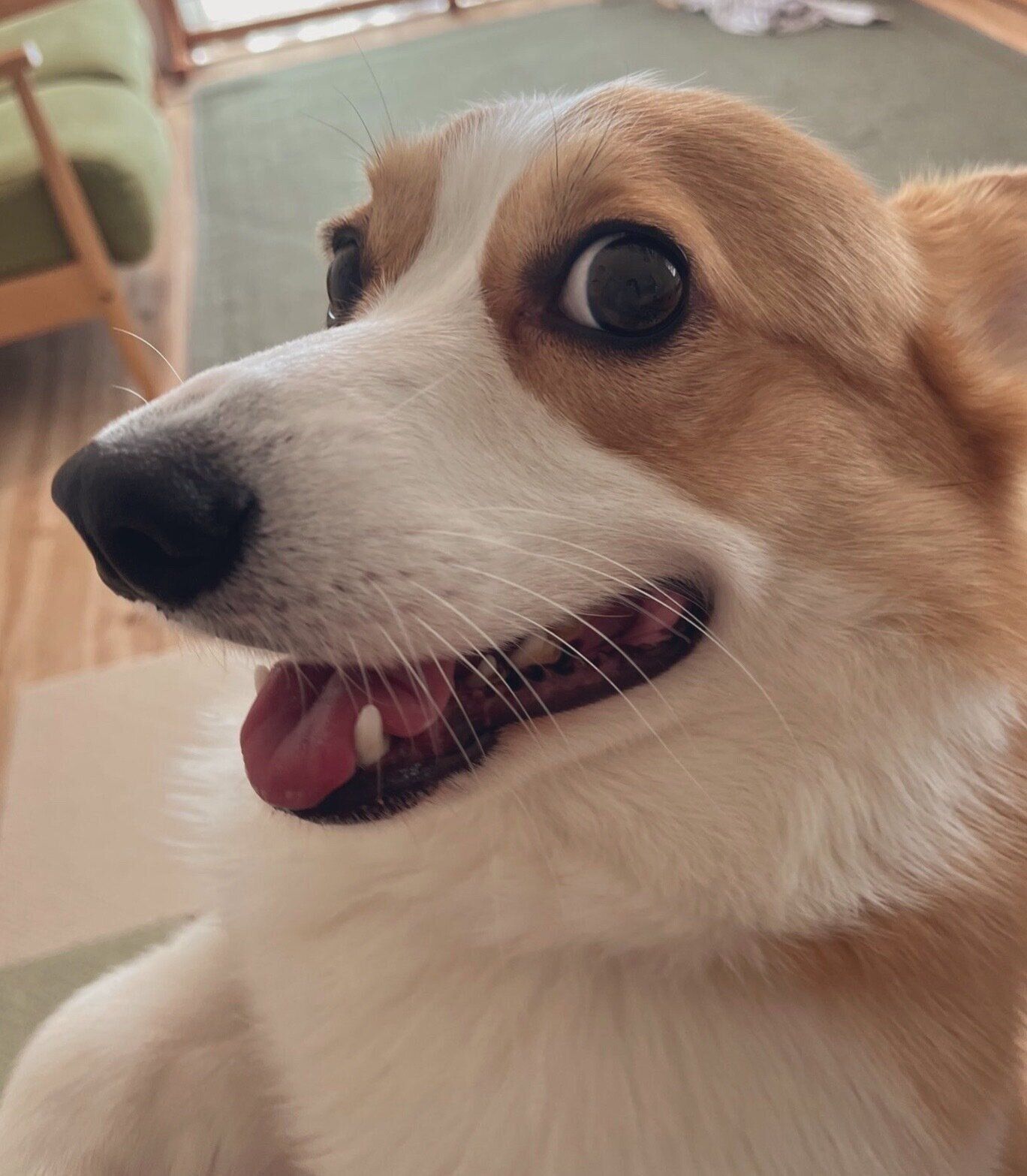 甘えるルコスくん