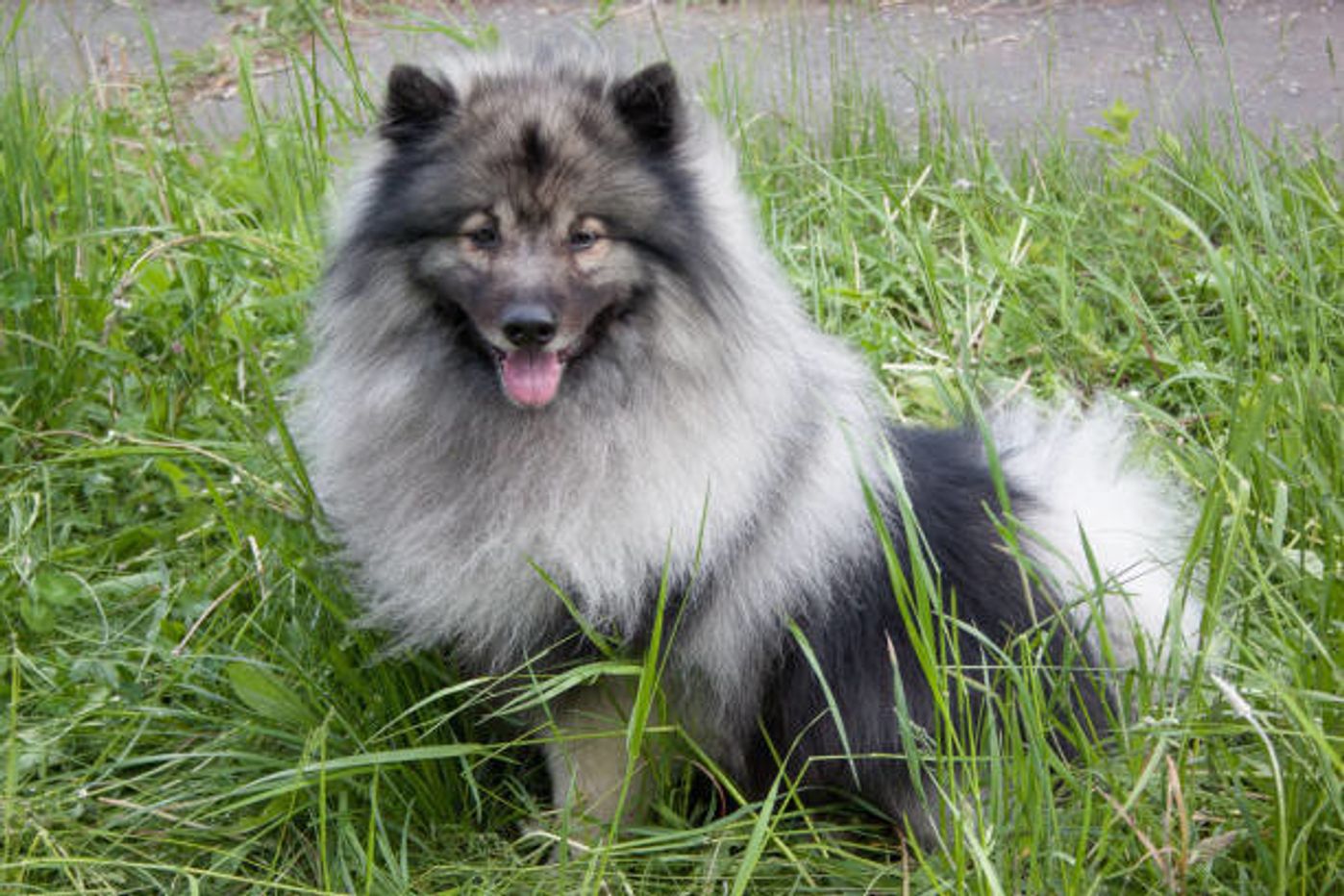 キースホンドの特徴と性格 飼い方 価格相場など 犬図鑑 いぬのきもちweb Magazine キースホンドの特徴と性格 飼い方 価格相場など 犬図鑑 いぬのきもちweb Magazine