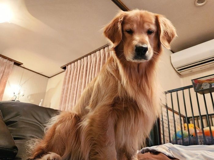 自分のベッドを取られてムスッとするシャーロットちゃん