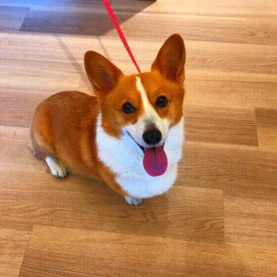 ウェルシュ・コーギー・ペンブロークのナナちゃん