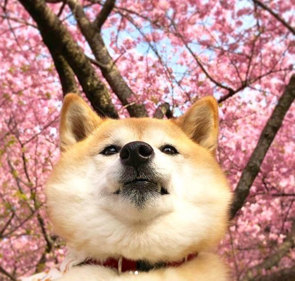 桜と一緒に写る小麦ちゃん