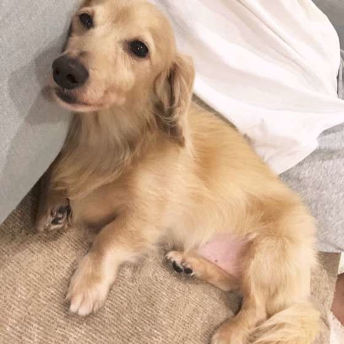 犬が 背中やお尻を飼い主さんにピタリ 愛犬はどんな気持ち いぬのきもちweb Magazine 犬が 背中やお尻を飼い主さんにピタリ 愛犬はどんな気持ち いぬのきもちweb Magazine