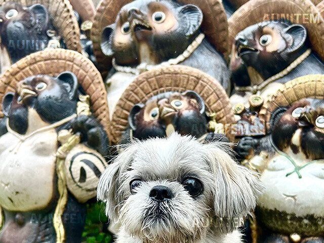シーズー犬マンガてんぽshihtzu