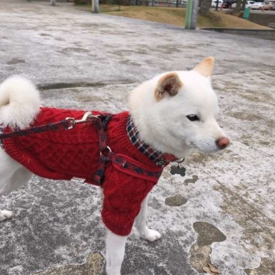 お散歩する柴犬