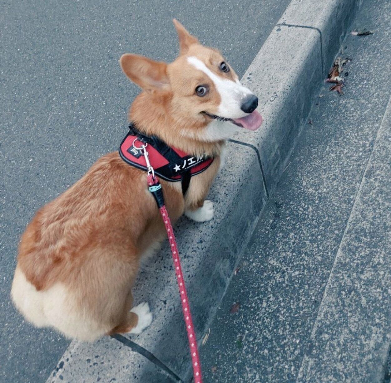 得意げな表情が可愛いノエルくん