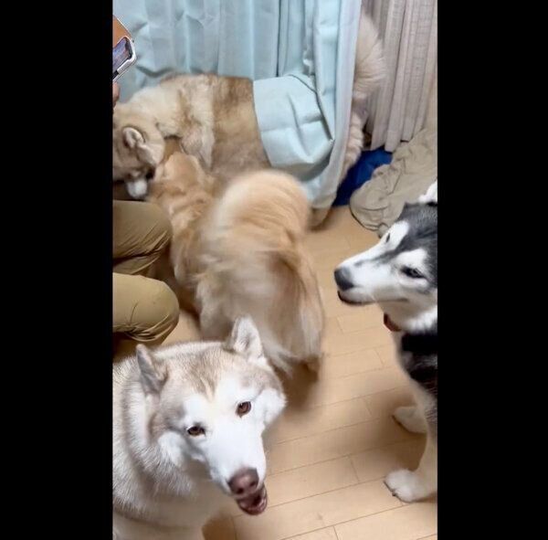 楽しそうな4頭