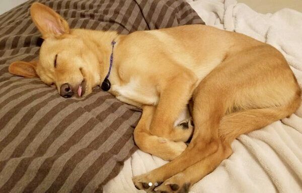 眠るおこめちゃん