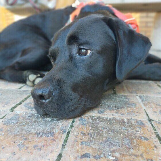 ラブラドール・レトリーバー