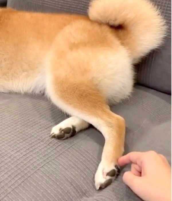 キックする柴犬