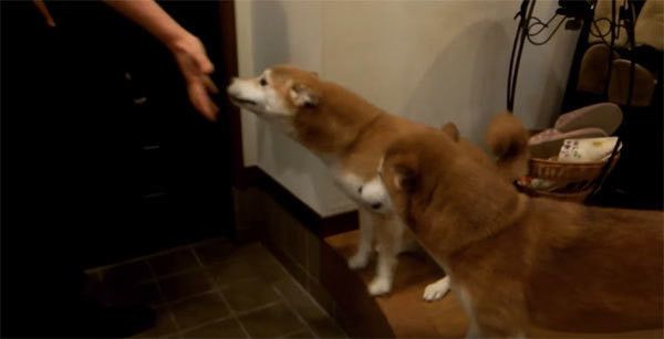 パパさんの帰宅を待つ柴犬