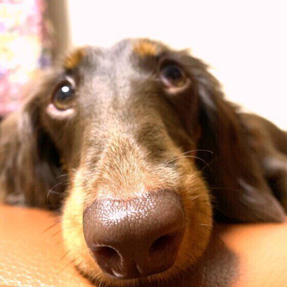 チョコレート色のダックス