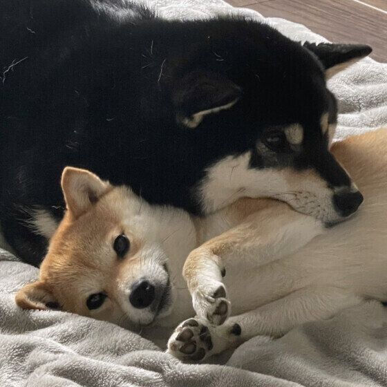 愛犬と心を通わせる・仲良くなるための接し方とは？ いぬのきもち