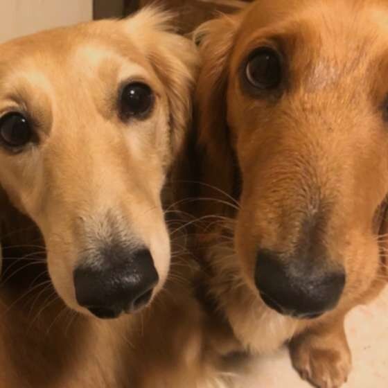 2匹のミニチュア・ダックスフンド