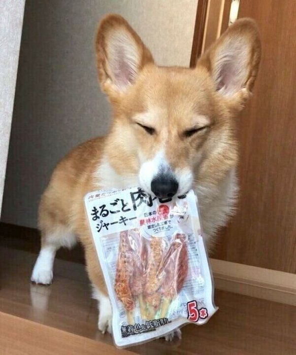 ジャーキーの袋を運ぶベルちゃん