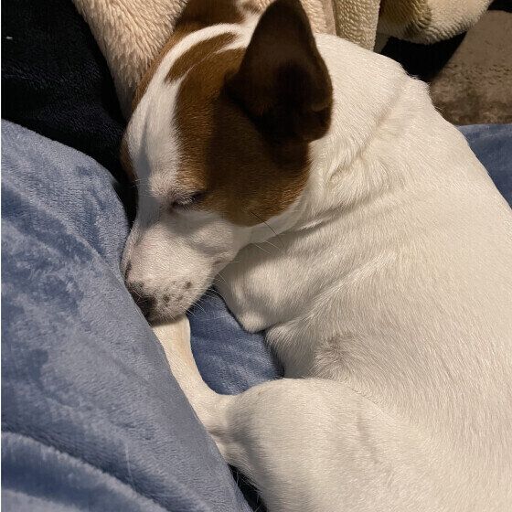 ジャック・ラッセル・テリア　明日叶  