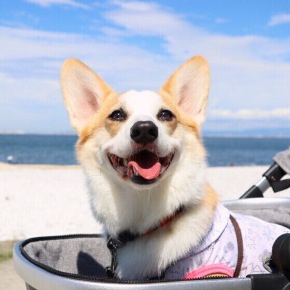 笑顔のウェルシュ・コーギー・ペンブローク