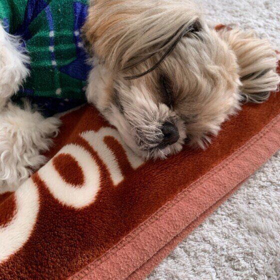 ブランケットで眠るシー・ズー