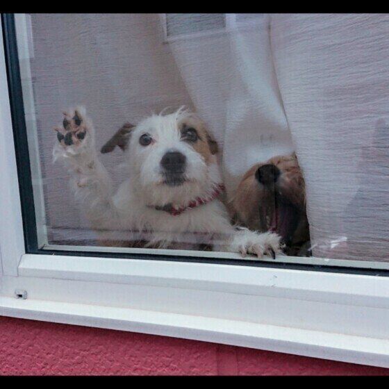 愛犬との「おかえりの儀式」は避けるべき？ 帰宅時に犬を興奮させない接し方 いぬのきもち